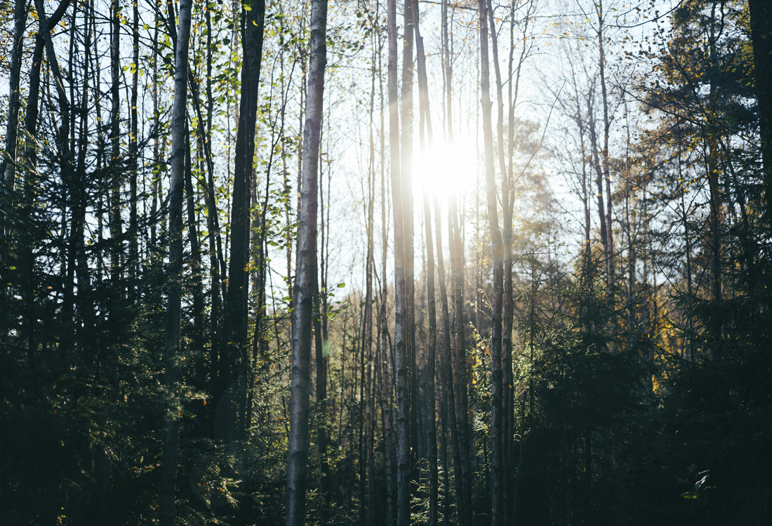 Skog med sollys naturbilder 12