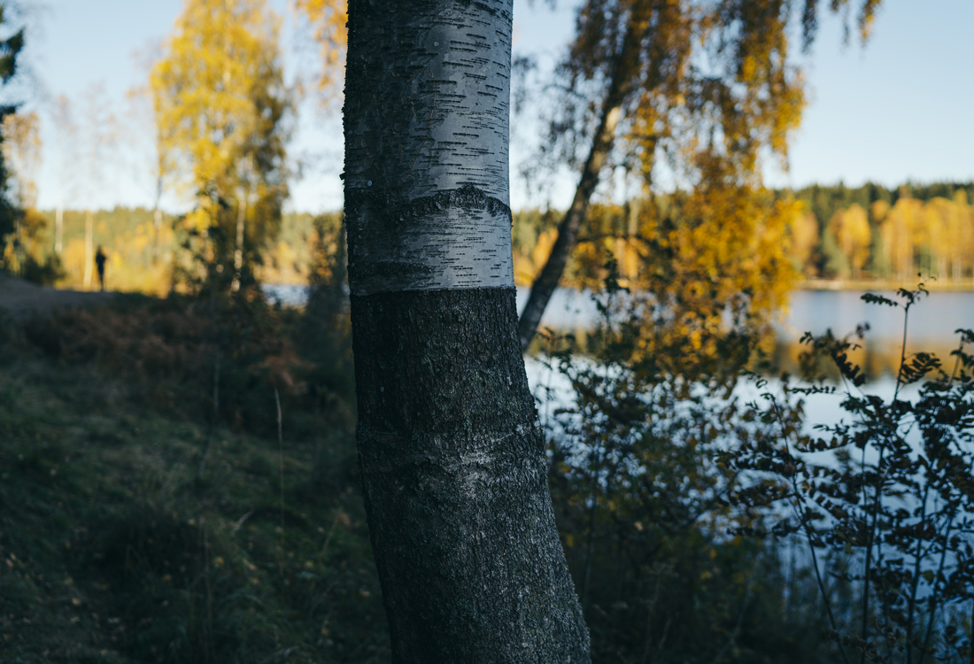 Trestamme med innsjø i bakgrunn naturbilder 2