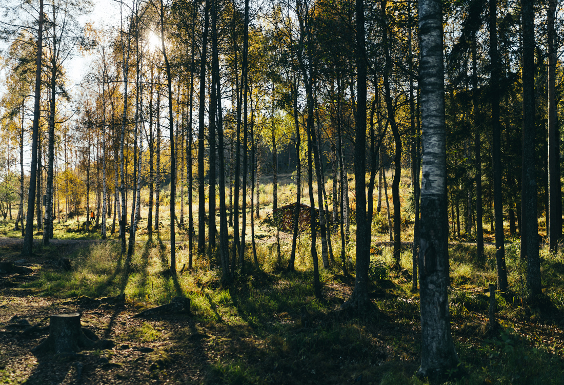 Skog med sollys naturbilder 6